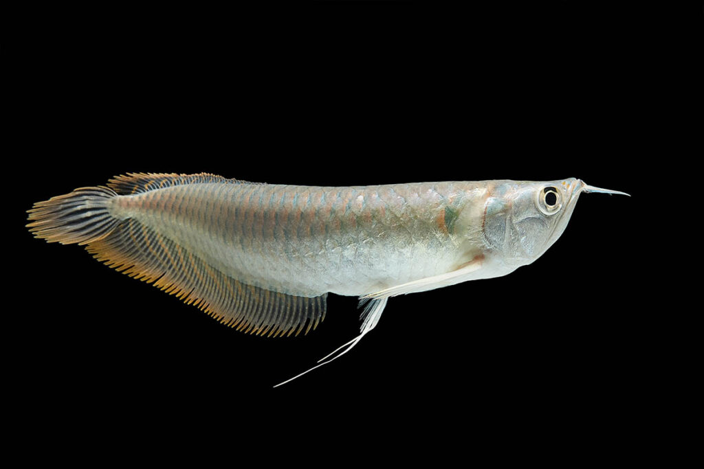 How to Care for Arowana