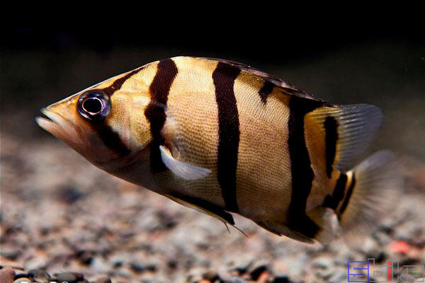 How to Care for the NTT Tiger Datnoid