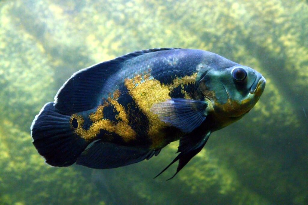 astronotus, fish, cichlid, aquarium, undersea world, animals, predator, under the water, nature, underwater, cichlid-oscar, predatory fish, freshwater, oscar, close-up, not man