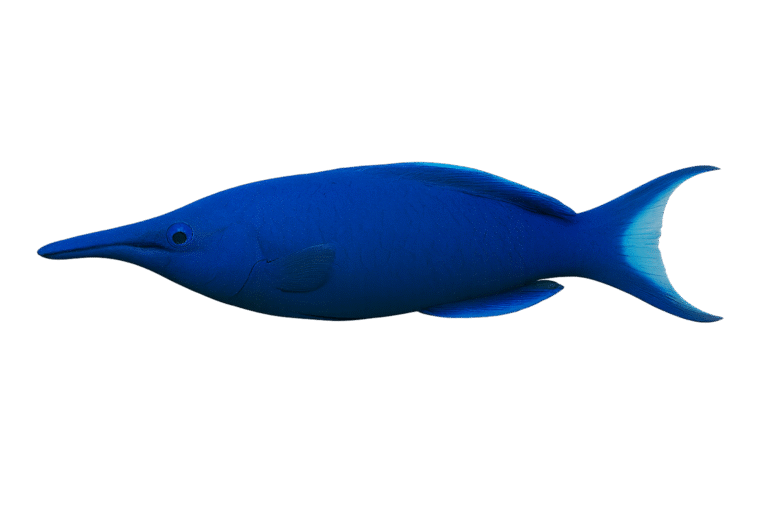 Blue Bird Wrasse Care