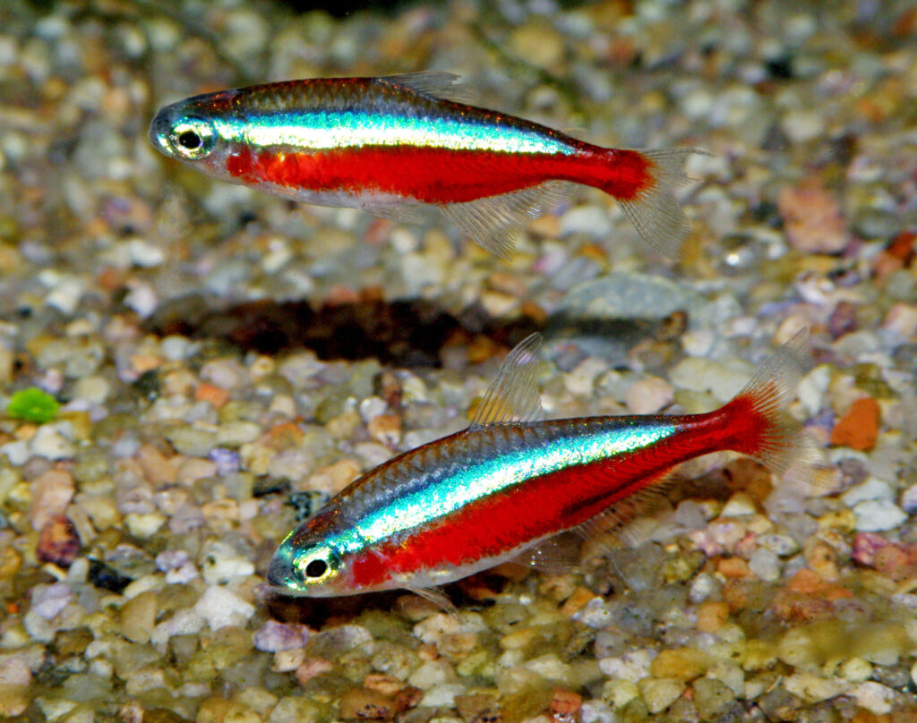 Cardinal Tetra Care