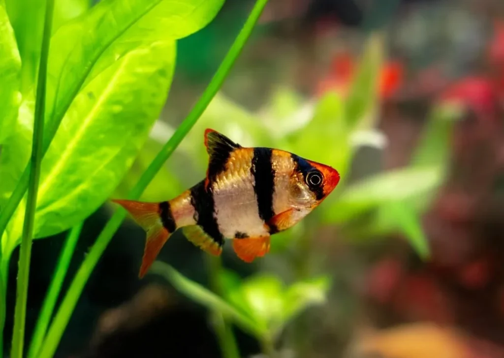 tiger barb care