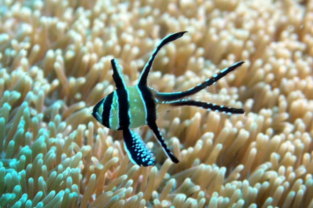 cardinalfish care