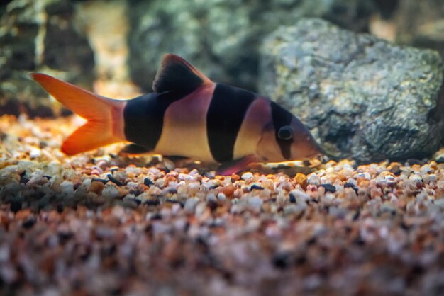 Clown Loach Care