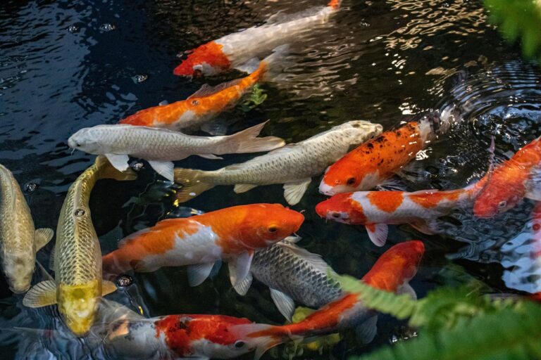 Koi Fish Care
