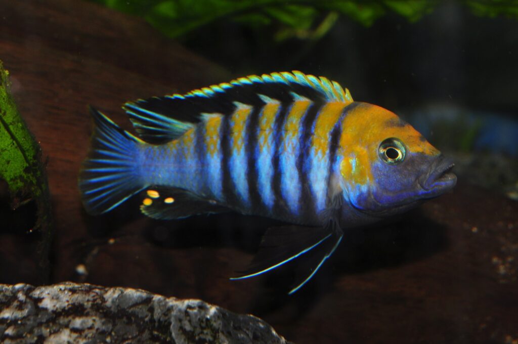 Mbuna Cichlid Care Guide