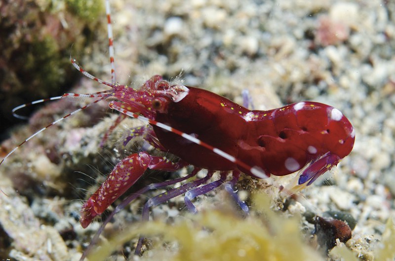 Pistol Shrimp Care