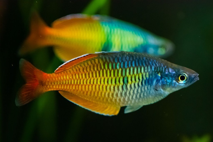 Rainbow Fish Care