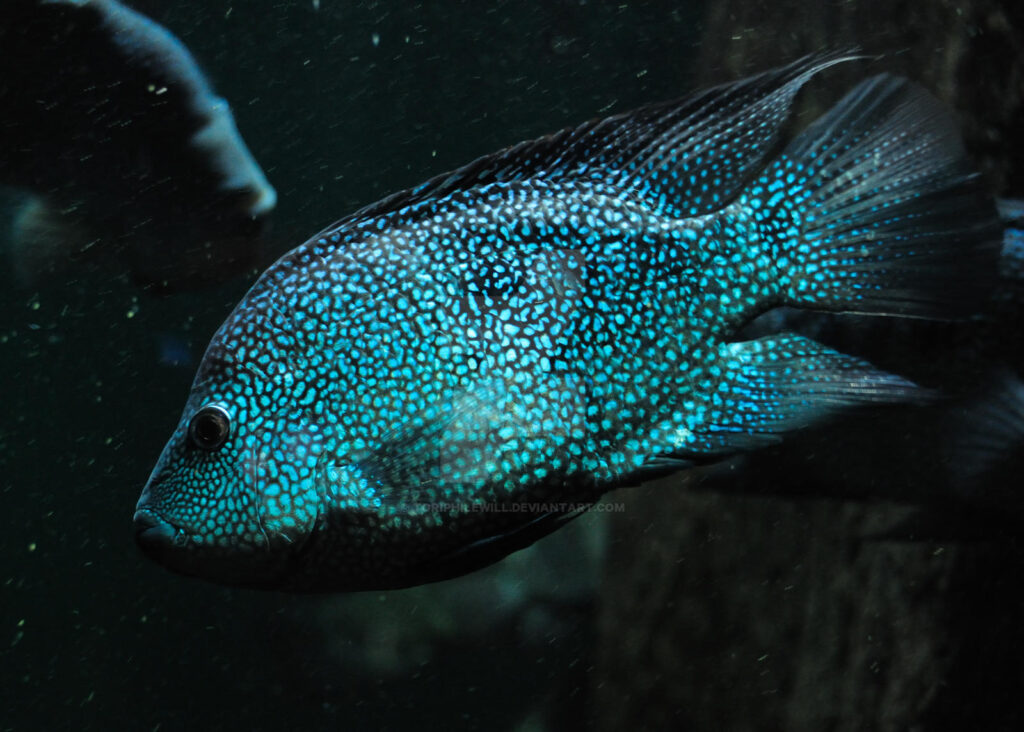 Texas Cichlid Care