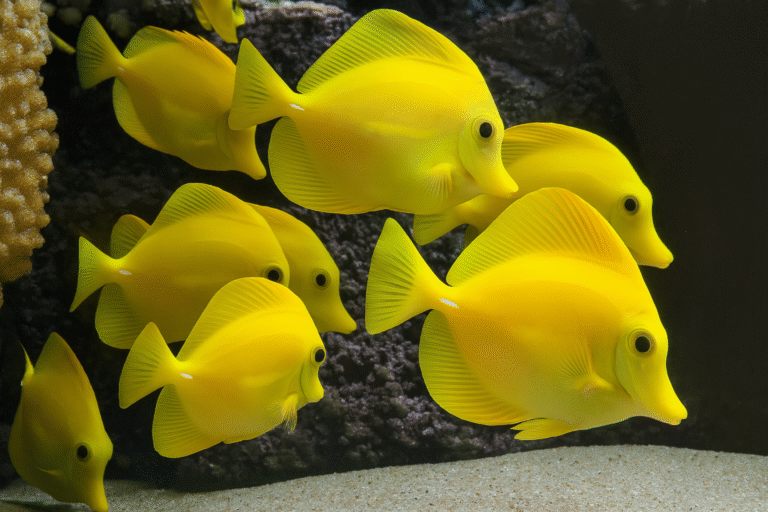 yellow tang care