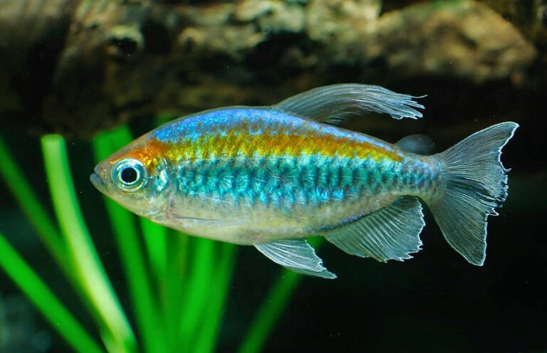 Congo Tetra care