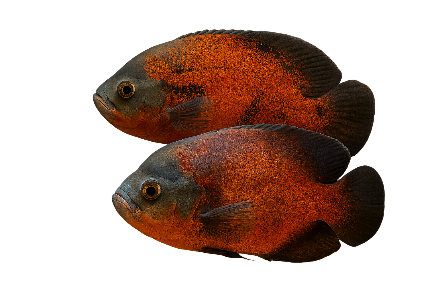🐠 The Ultimate Oscar Care Guide: Everything You Need to Know for a ...