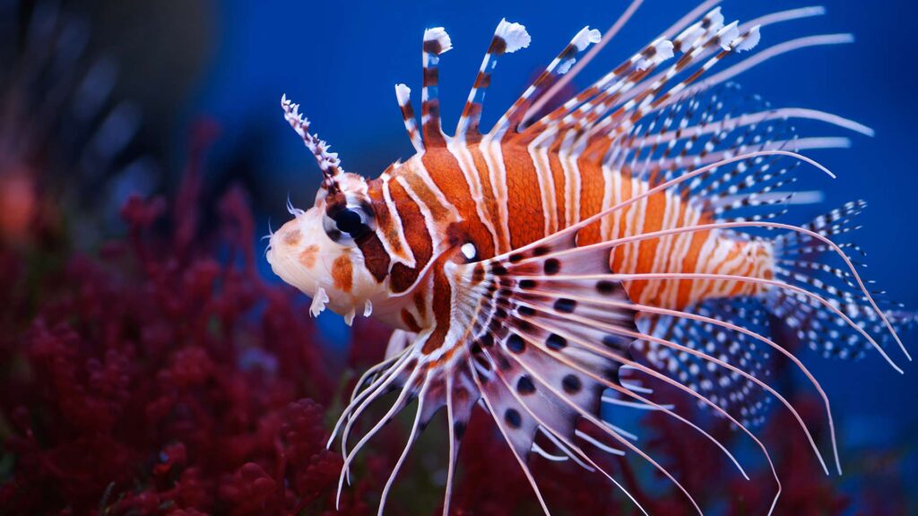 Lionfish Care