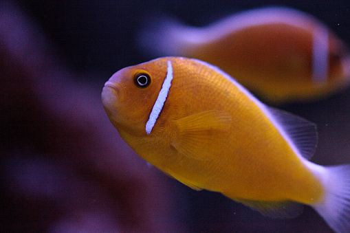 Skunk Clownfish Care