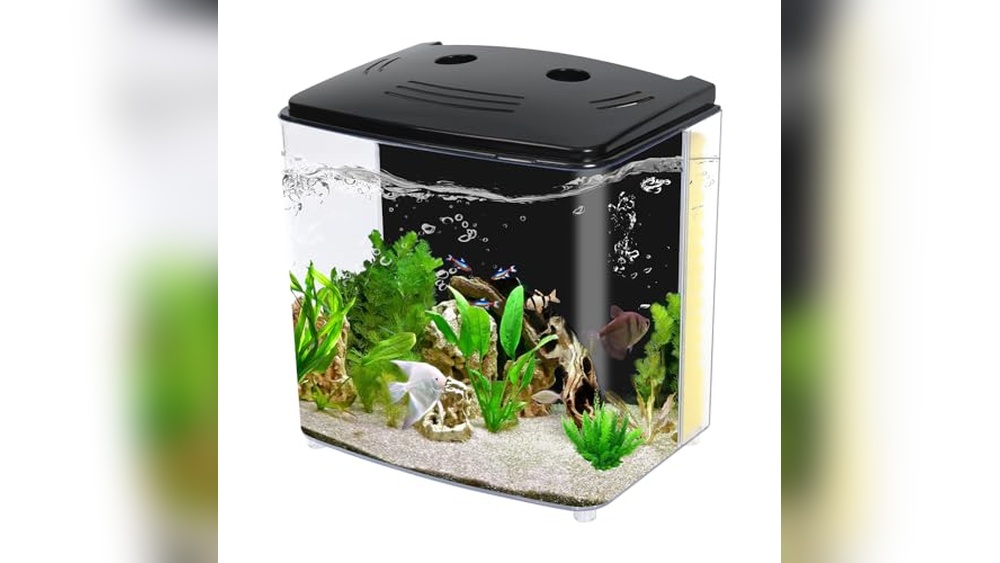 Best Aquarium for Betta Fish