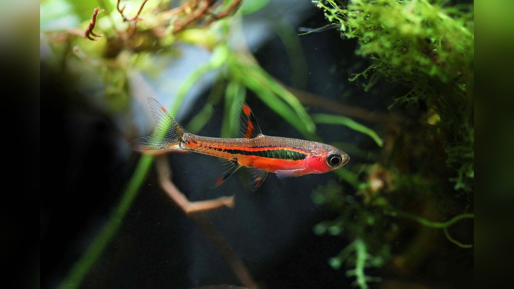 Chili Rasbora Care