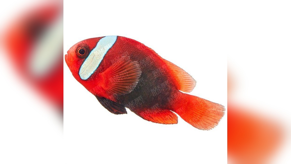 Cinnamon Clownfish Care