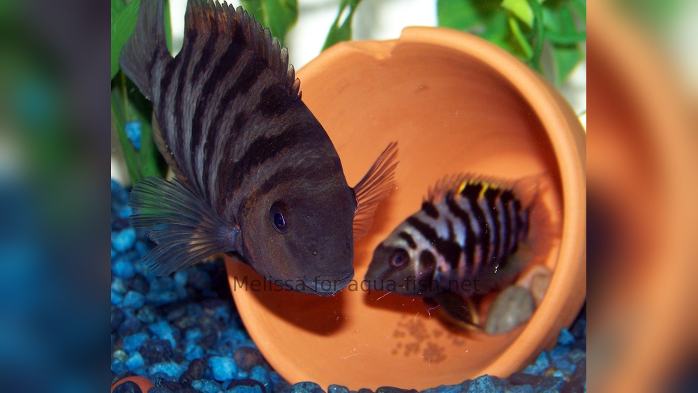 Convict Cichlid Care