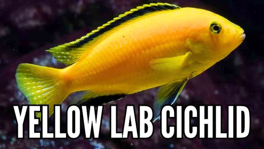 Electric Yellow Lab Cichlid Care