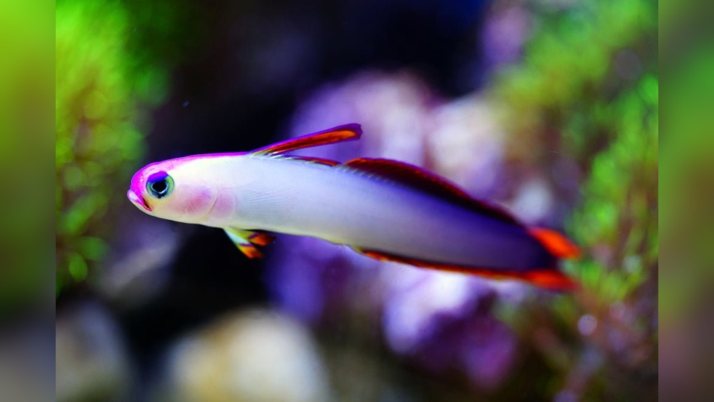Firefish Goby care