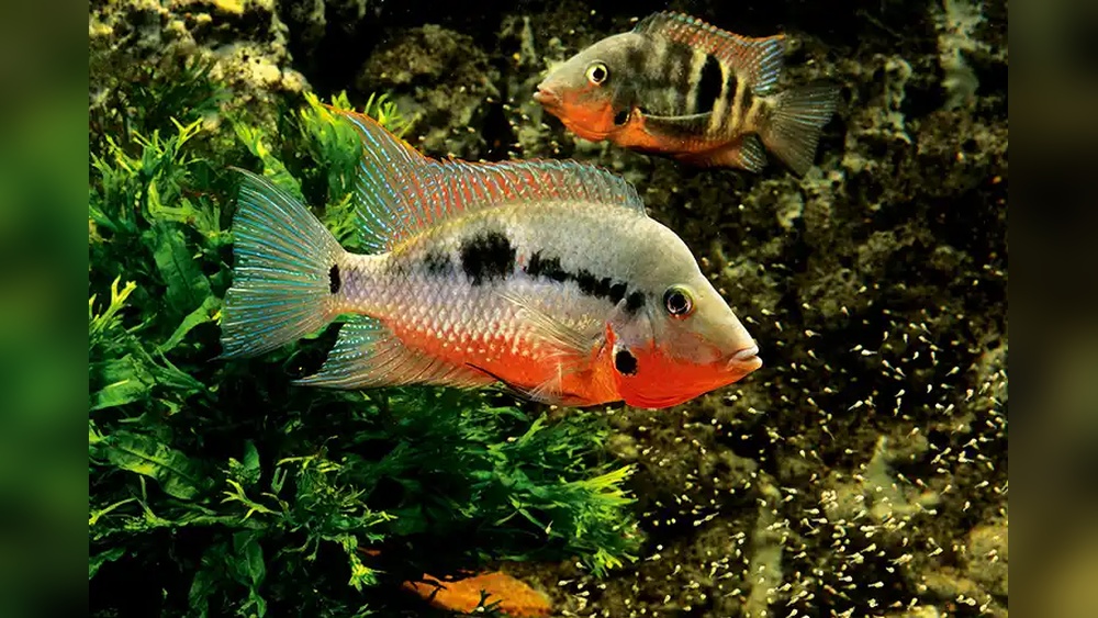 Firemouth Cichlid Care