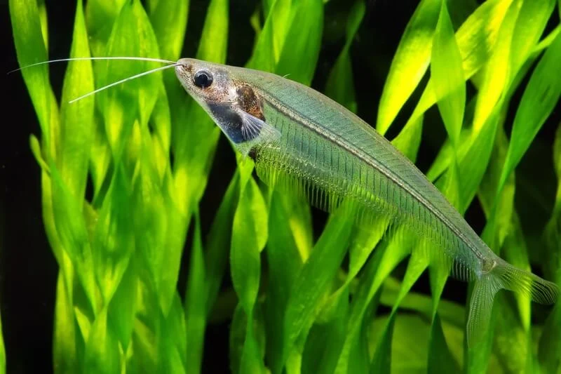 Glass Catfish Care