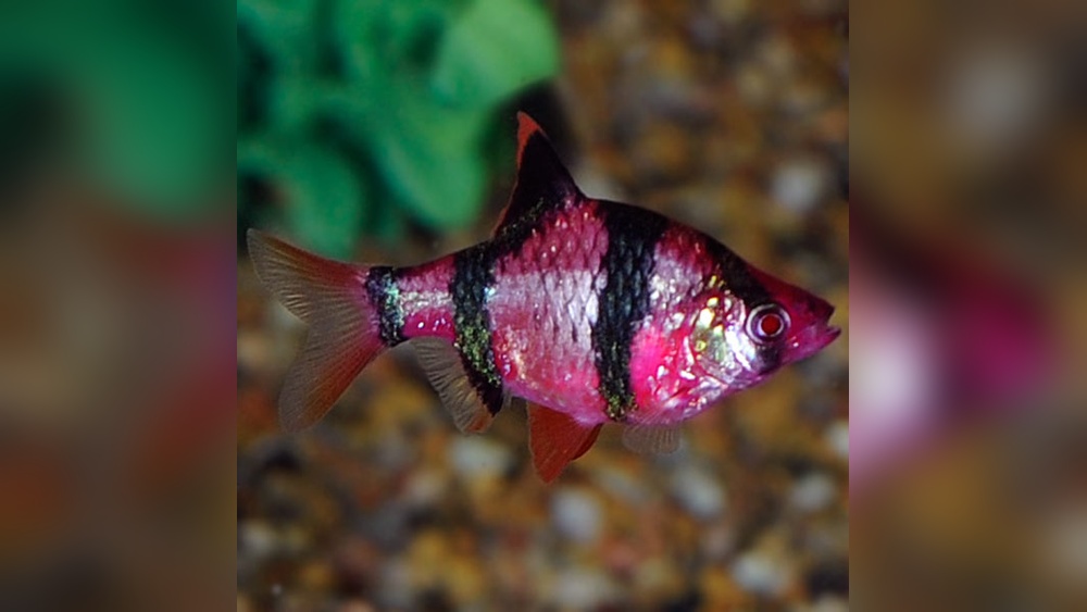 Glofish Barb Care