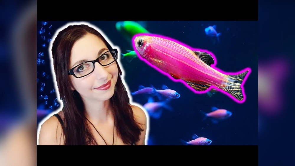 Glofish Danio Care