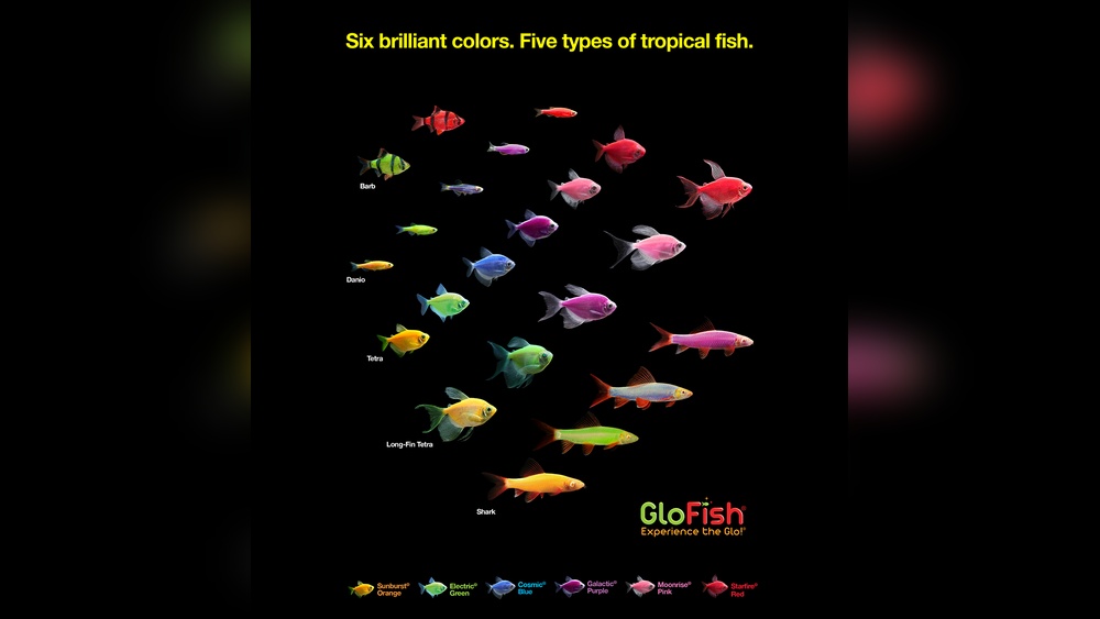 Glofish Tetra Care