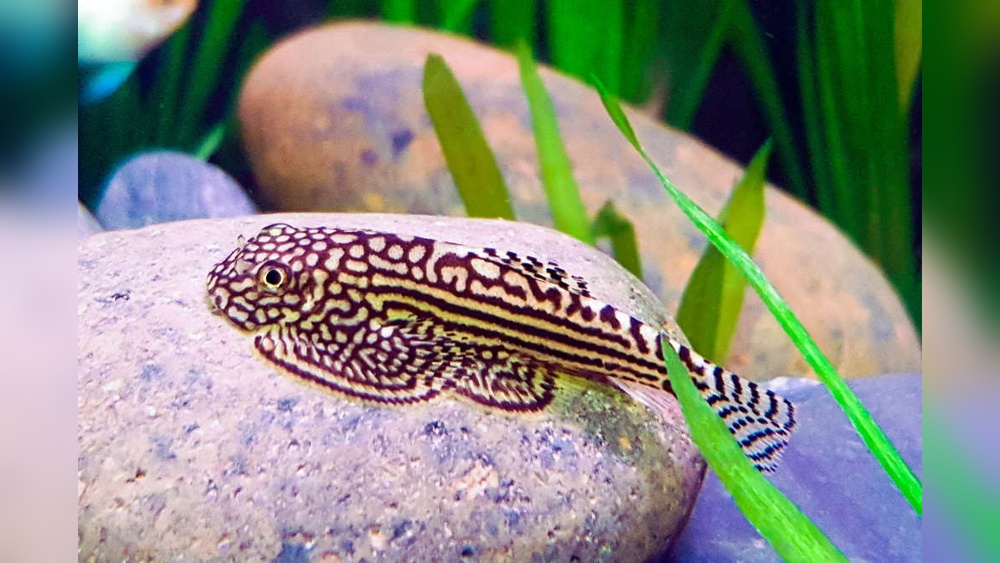 Hillstream Loach Care