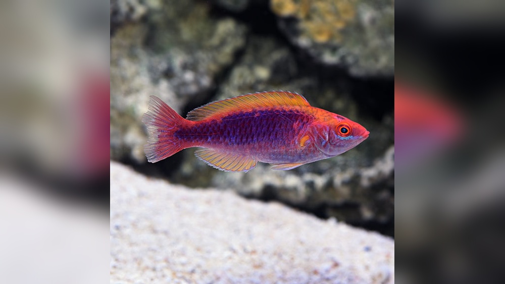 Lubbock’s Wrasse care