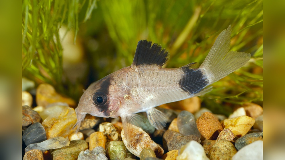 Panda Corydoras Care