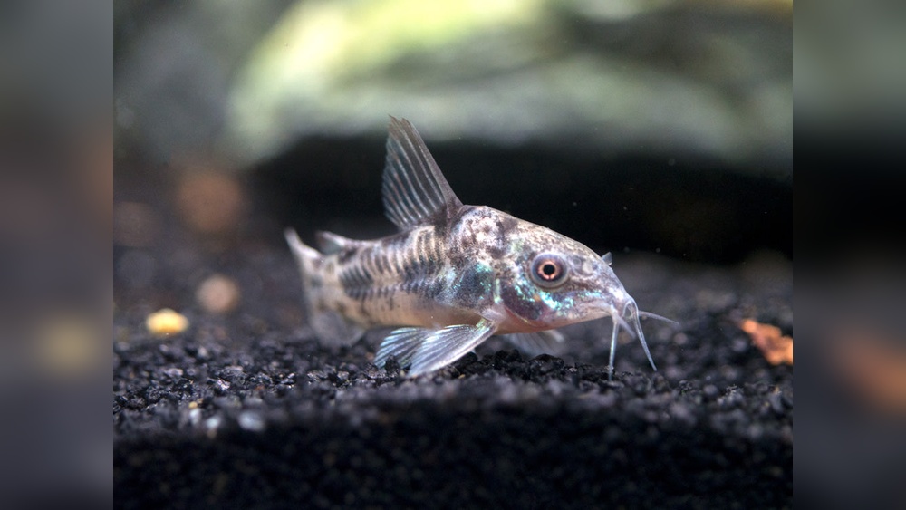 Peppered Corydoras Care
