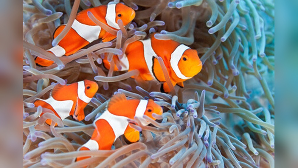 Percula Clownfish Care