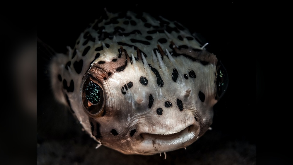 Porcupine Pufferfish Care