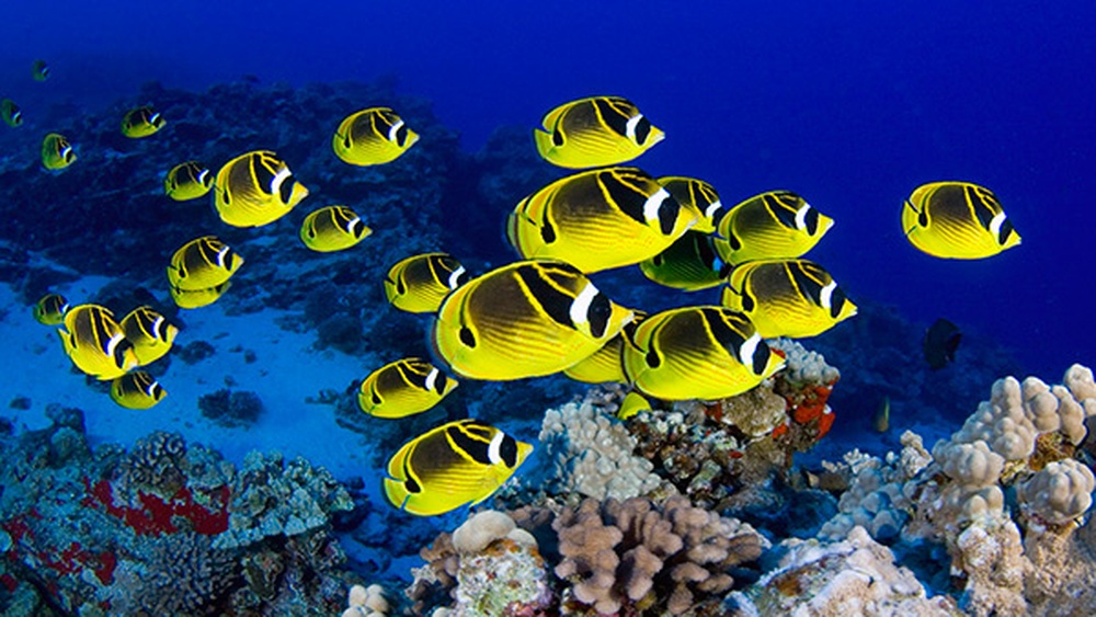 Raccoon Butterflyfish Care