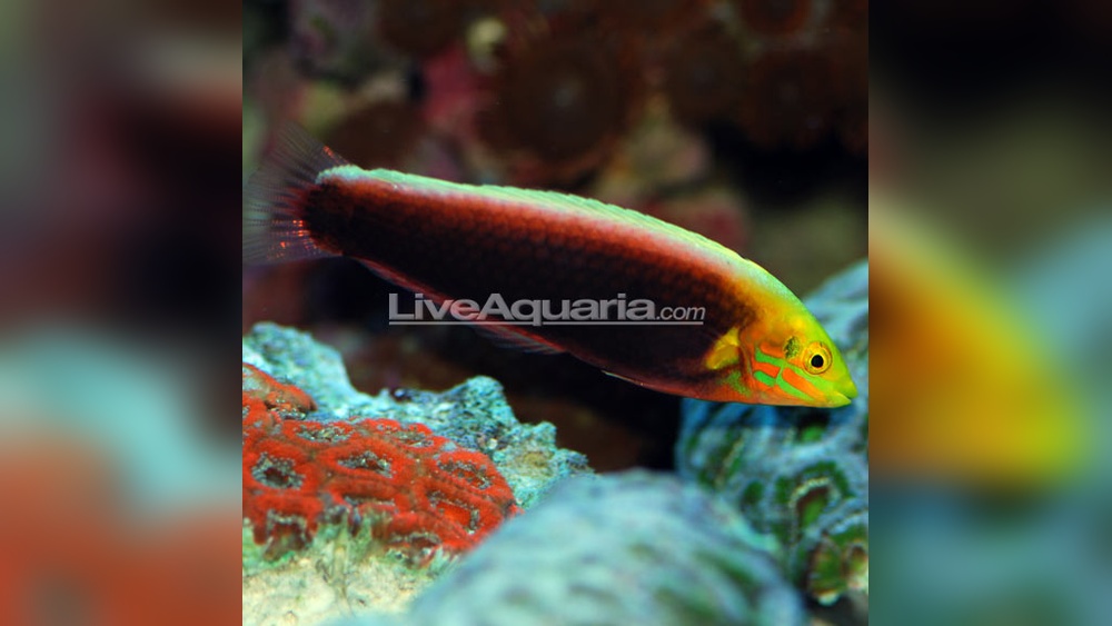 Radiant Wrasse care
