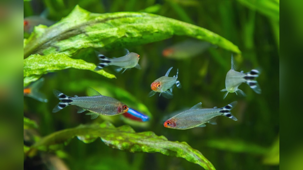 Rummy Nose Tetra Care