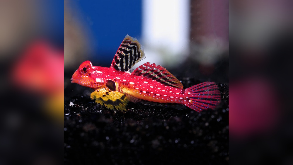 Scooter Blenny care