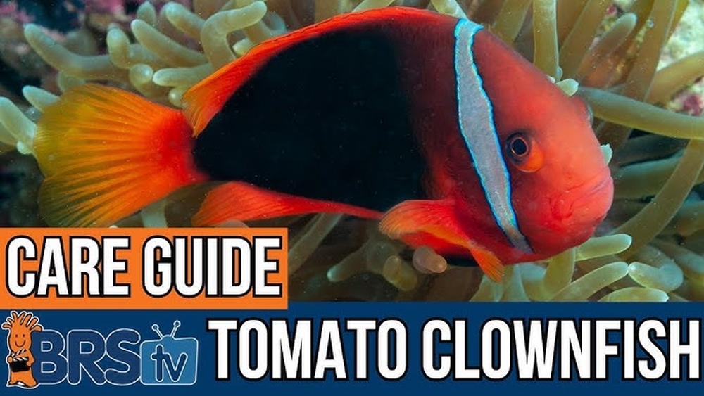 Tomato Clownfish Care