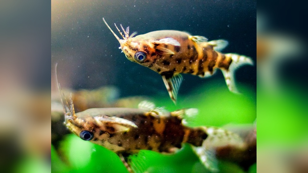 Upside Down Catfish Care