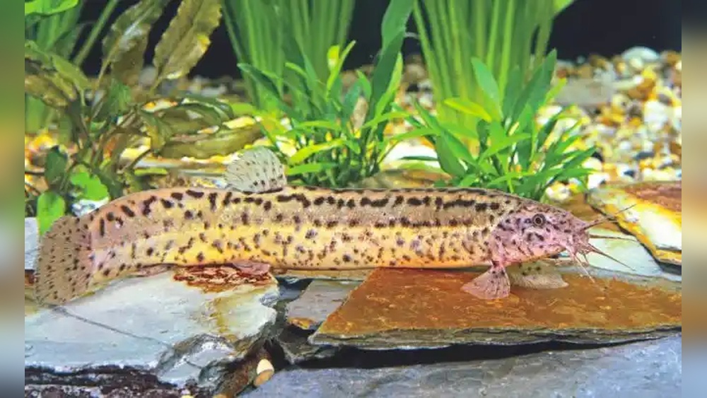 Weather Loach Care