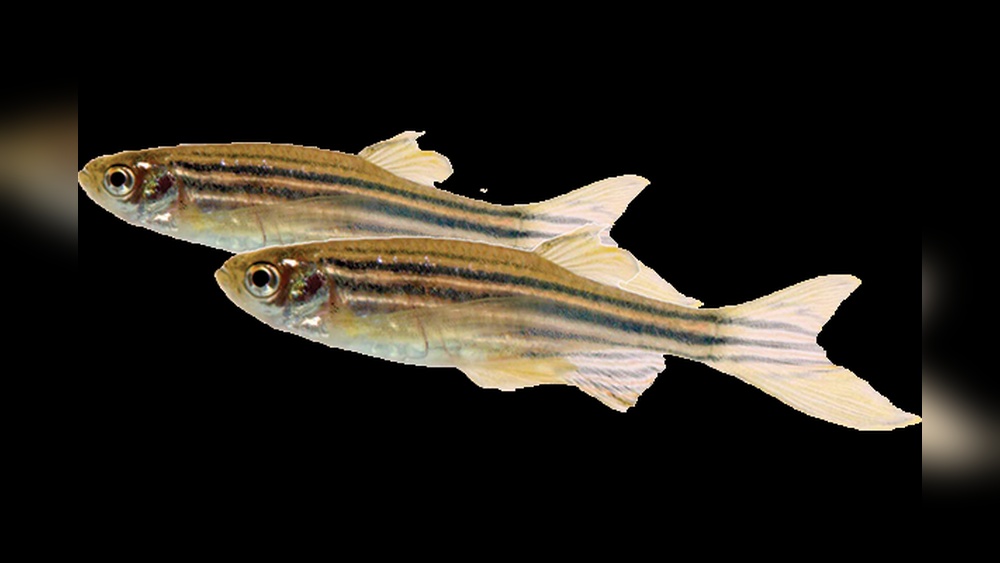 Zebra Danio Care