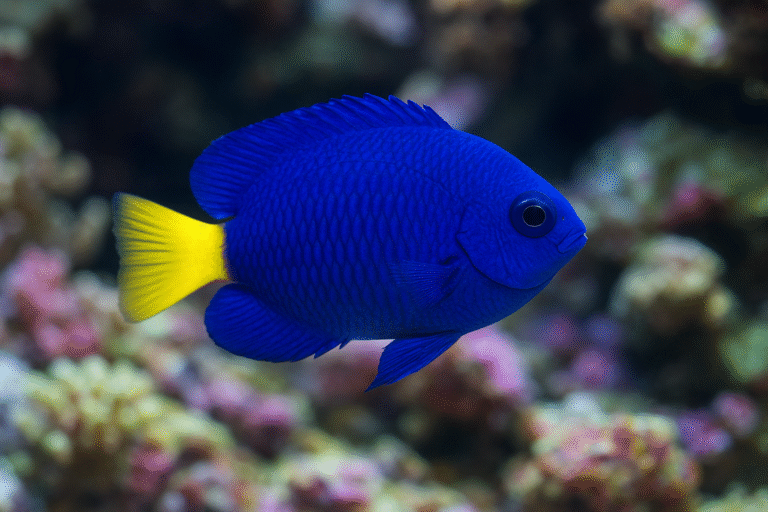 Yellowtail Damselfish care