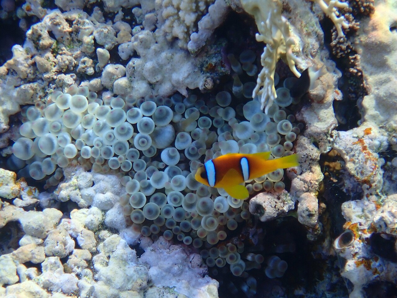 Clownfish swimming above a bed of bubble tip anemones in the Red Sea