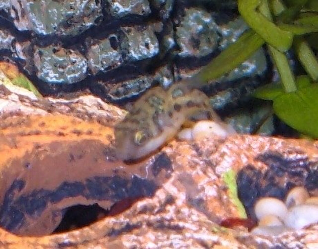 Pea puffer guarding eggs laid among rocks and plants