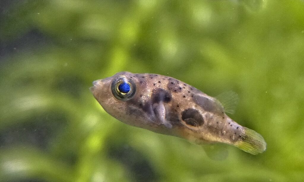 pea puffer care