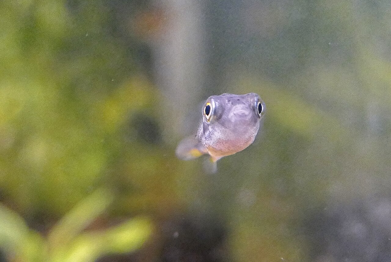 Pea puffer resting near rocks and plants in an aquarium