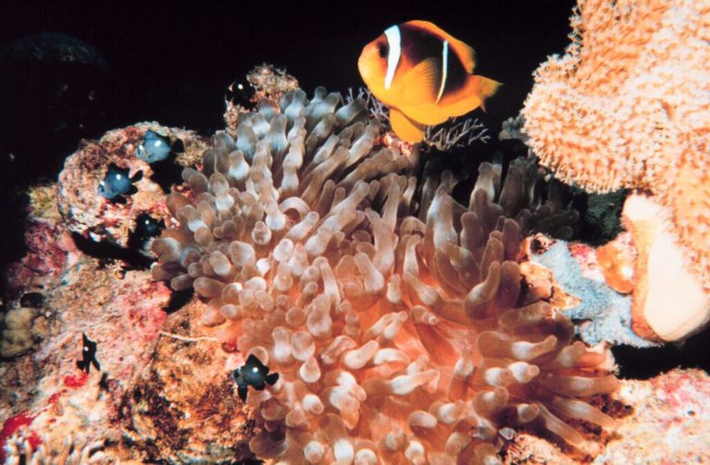 bubble tip anemone care