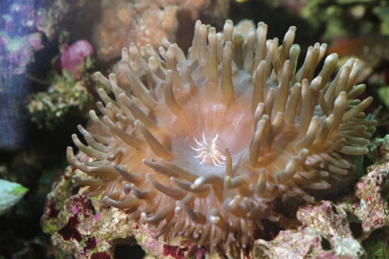 Expanded bubble tip anemone ready to feed